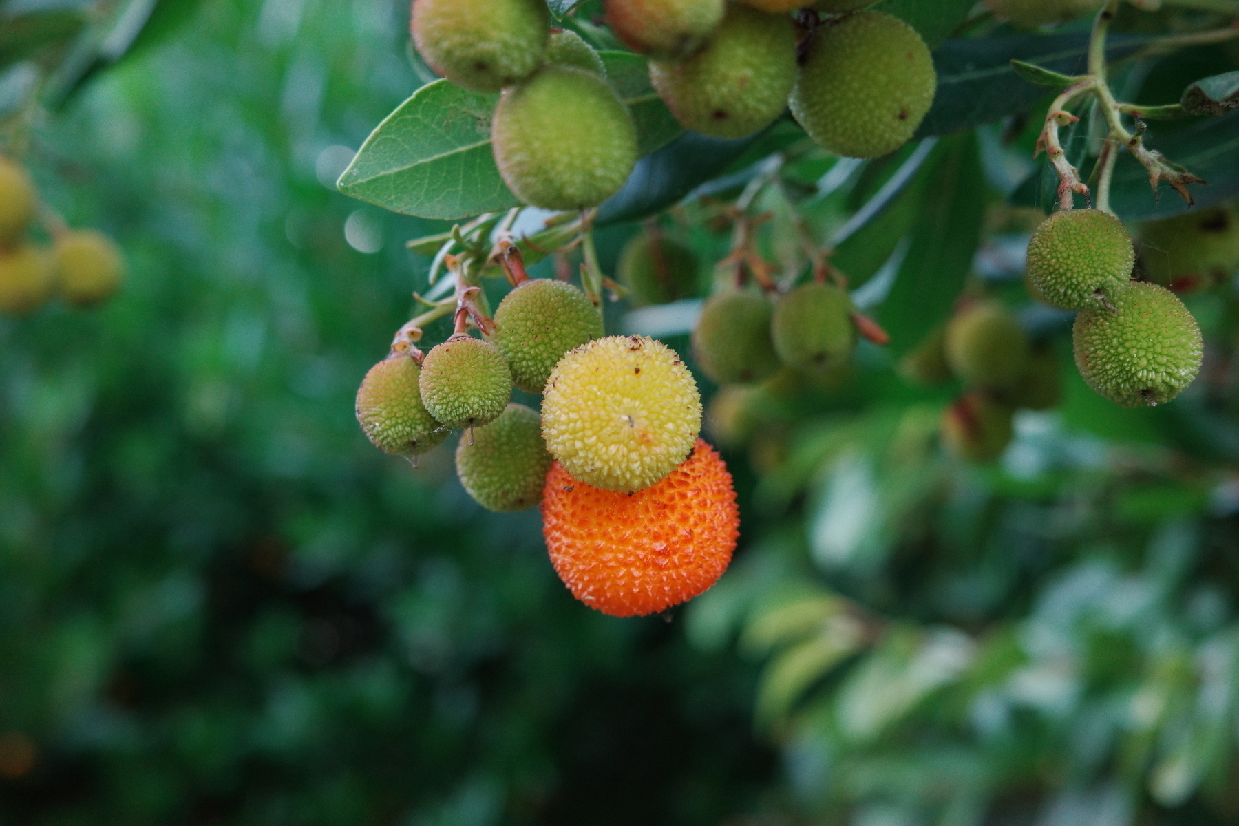 some sort of rounded fruit on a tree