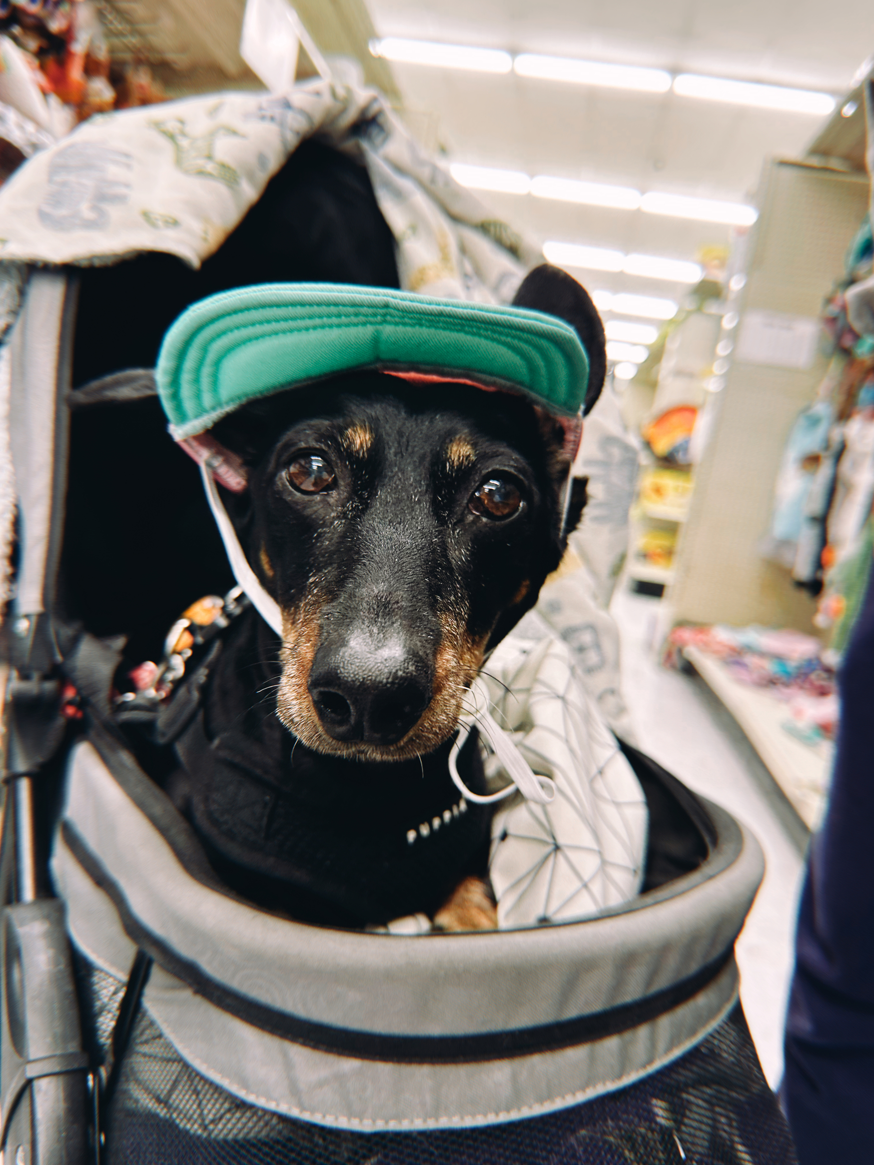 A black and tan dachshund wearing a teal hat sitting inside a pet stroller in a store aisle. The dog is looking straight at the camera.